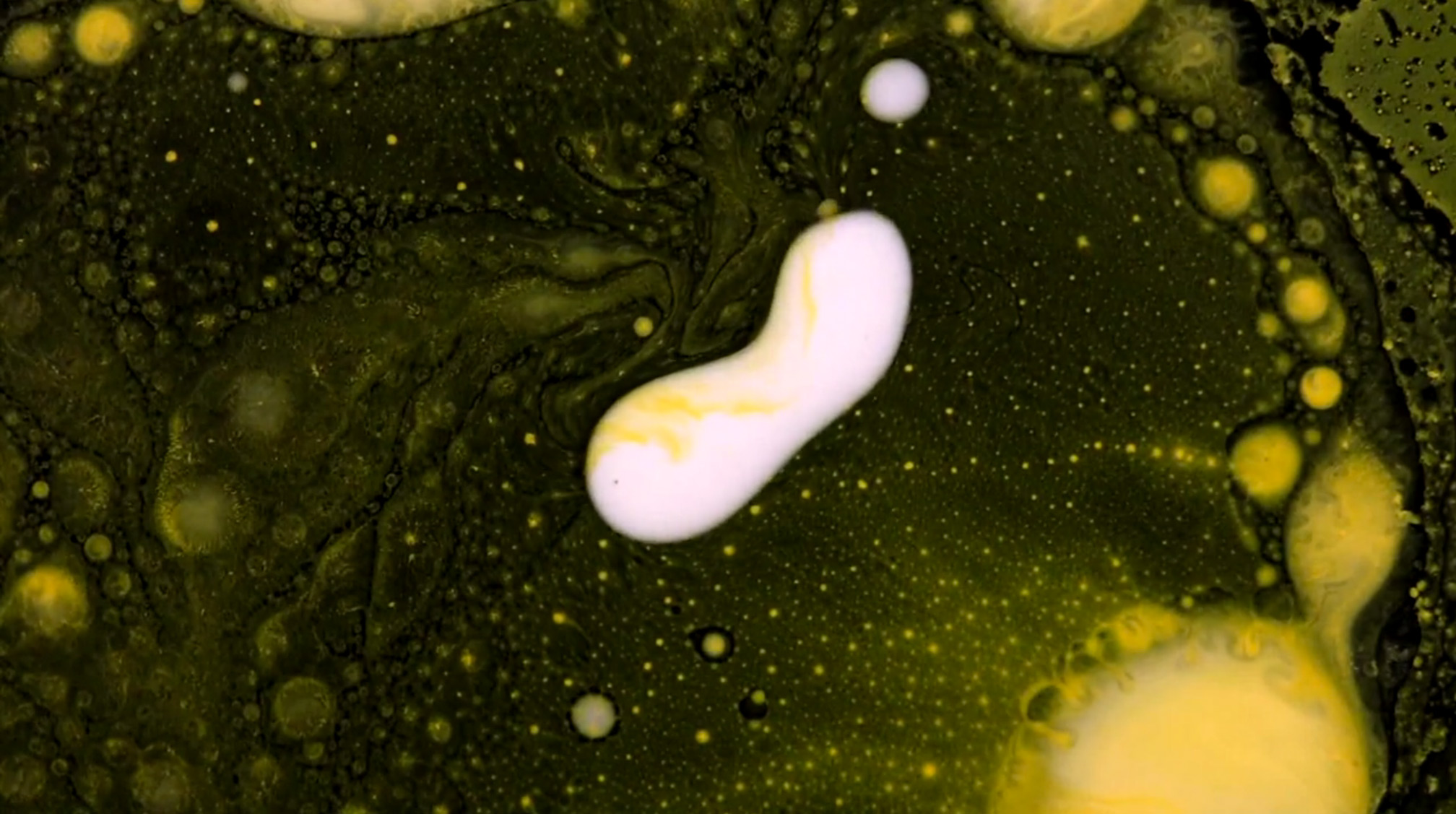 vimeo video