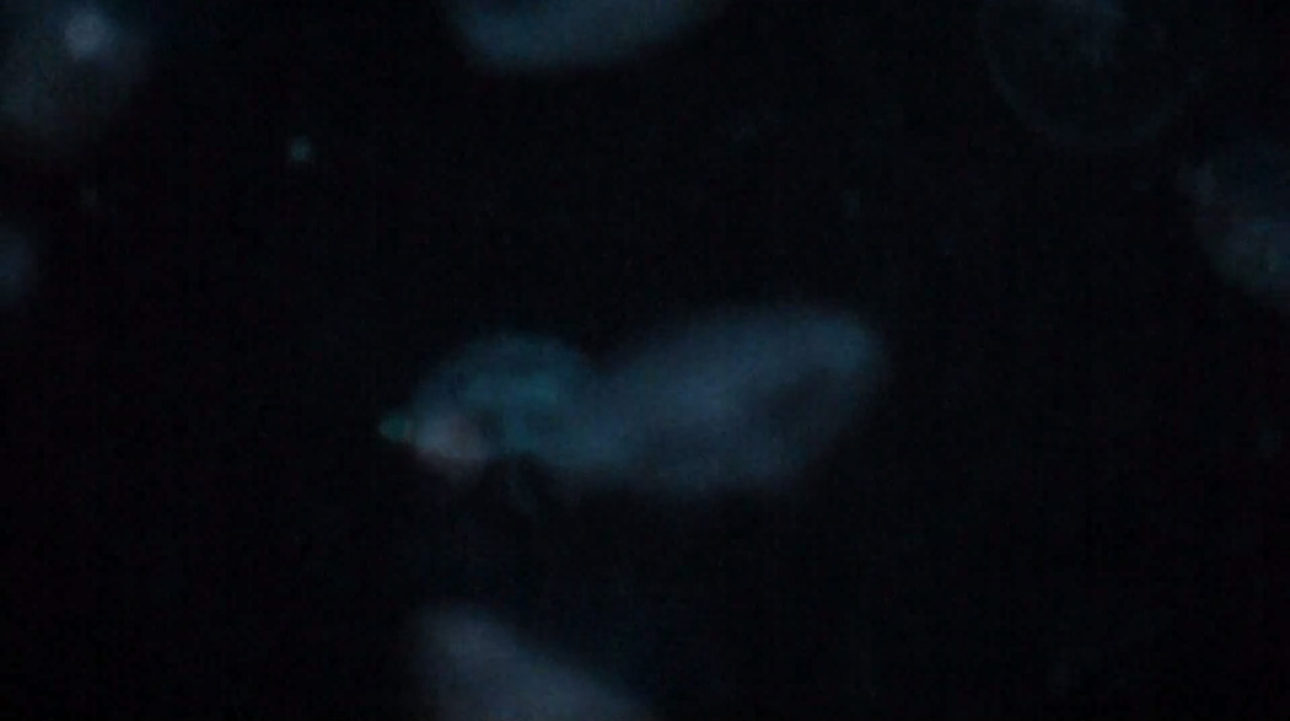 marina_roy_min_intel_00008