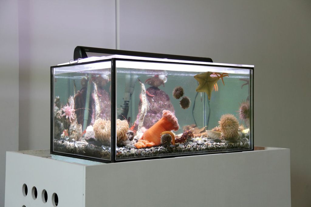 fire-fire-saltwater-tank